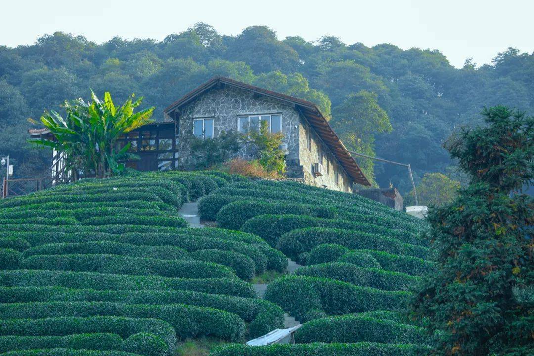 龙坞大清谷养老社区惊艳开业美丽城镇再添新色彩67