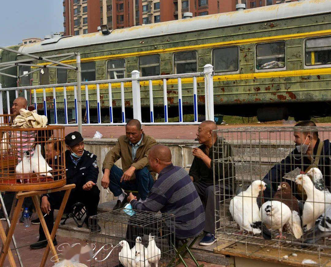 北京观赏鸽市场图片