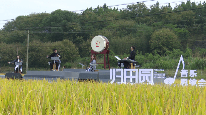 稻禾成弦风为乐这里有场稻田音乐会