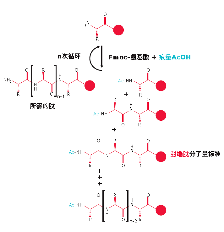 关于固相多肽合成这些雷你都避开了吗?附直播课程