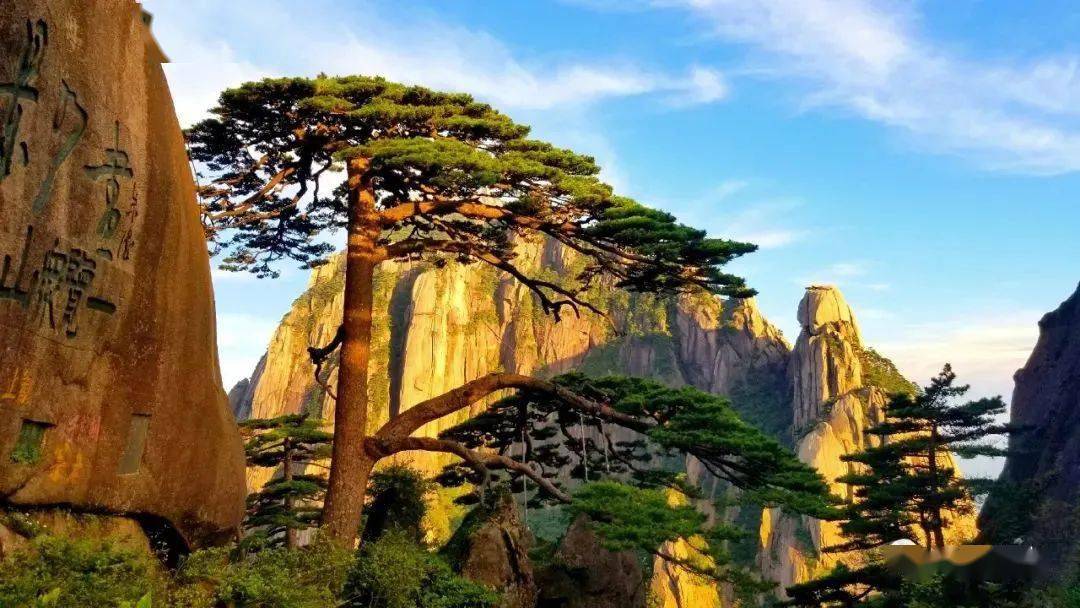 迎客松美图集锦带您走进国宝的一年四季