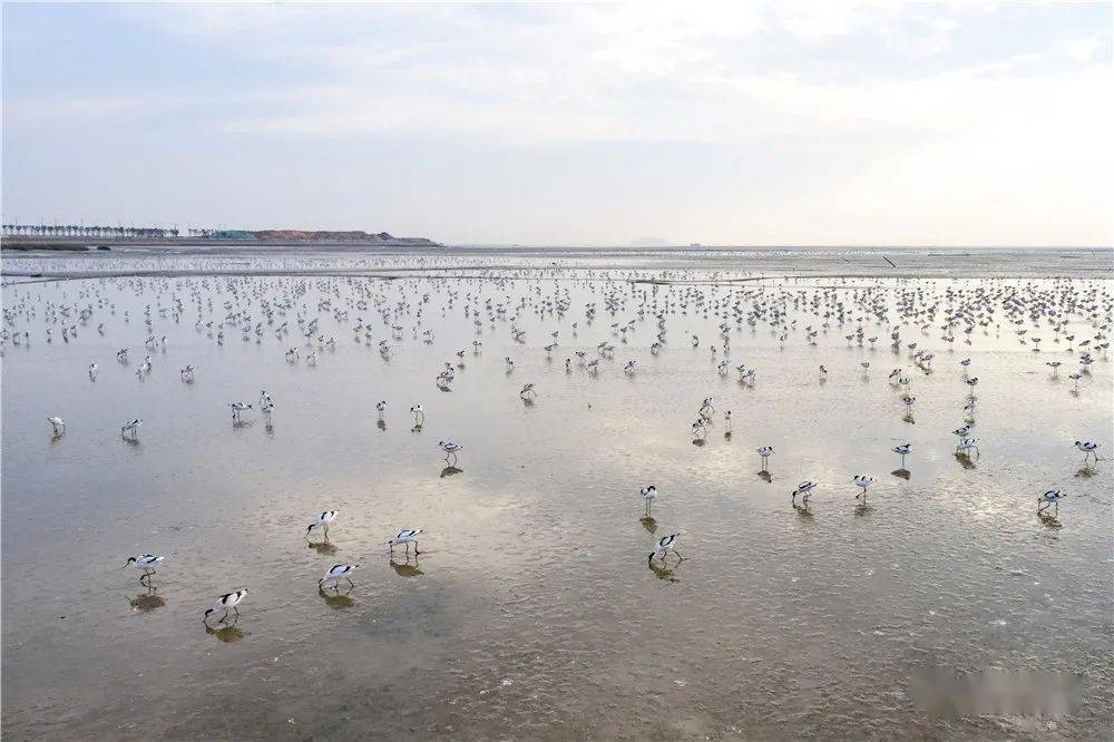 上万只海鸟"入住"海州湾!_赣榆