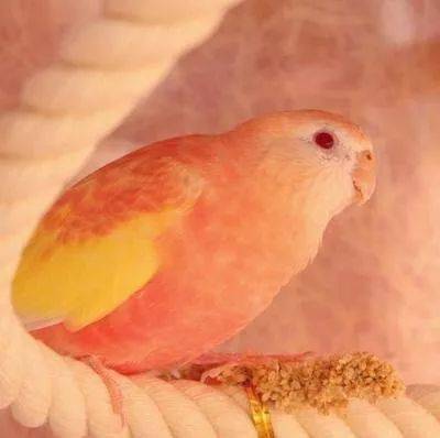 行走的水蜜桃伯克氏鹦鹉