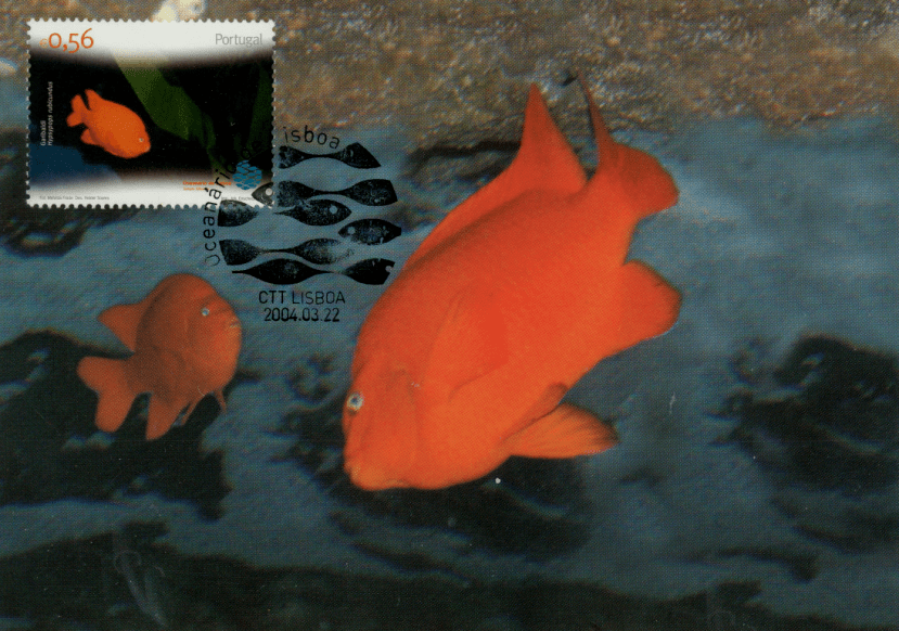 学名: hypsypops rubicundus红尾高欢雀鲷小丑鱼,是对鲈形目雀鲷科