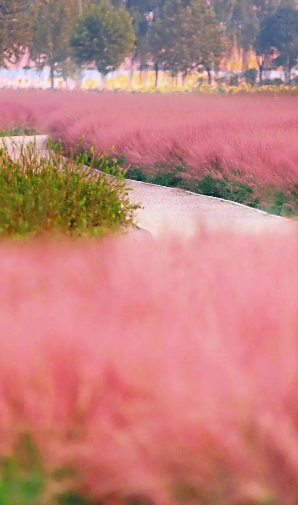 聚焦中国影都刷屏啦怀柔第①片粉黛花海来了正逢最佳观赏期快约起