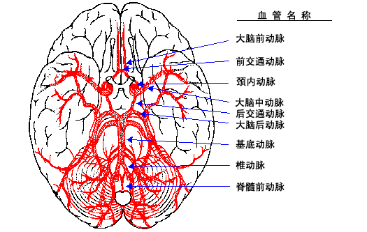 解剖颅内血管丨轻松看懂脑血管造影