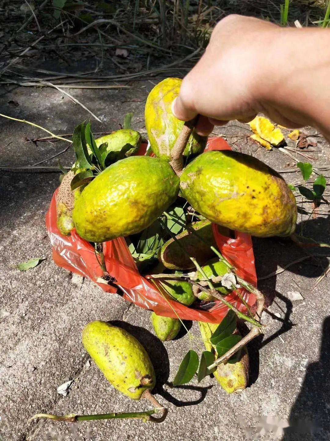 野生猕猴桃竹节子是不是看完这些美味野果的图片,心里也想去上山摘