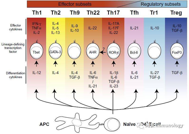 自身免疫性疾病t细胞亚群
