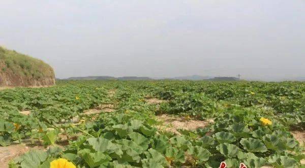 周河镇多管齐下厚植产业基础调优农业种植结构