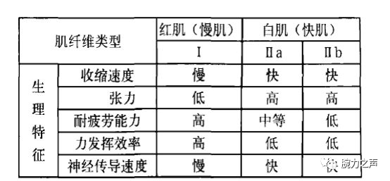 激烈快速的爆发性的比赛 主要涉及的是快肌纤维(2a,2b和2x类型肌纤维)