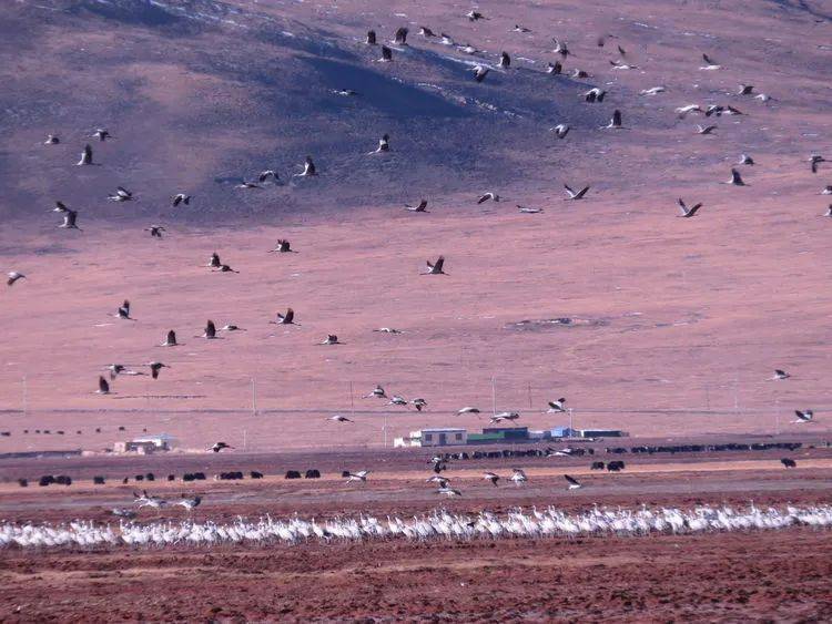 生态称多嘉塘黑颈鹤数量突破历史最高值野生动物保护成效显著