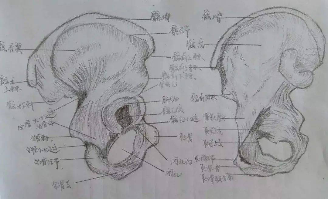 塗鴉社用解剖學教你學畫畫