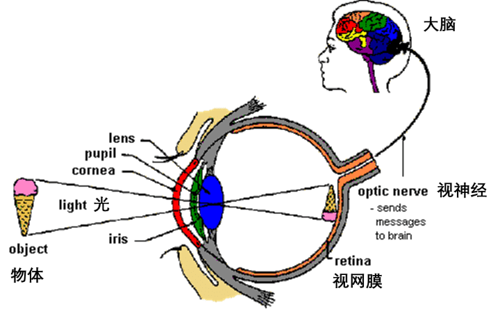 视觉形成示意图图片