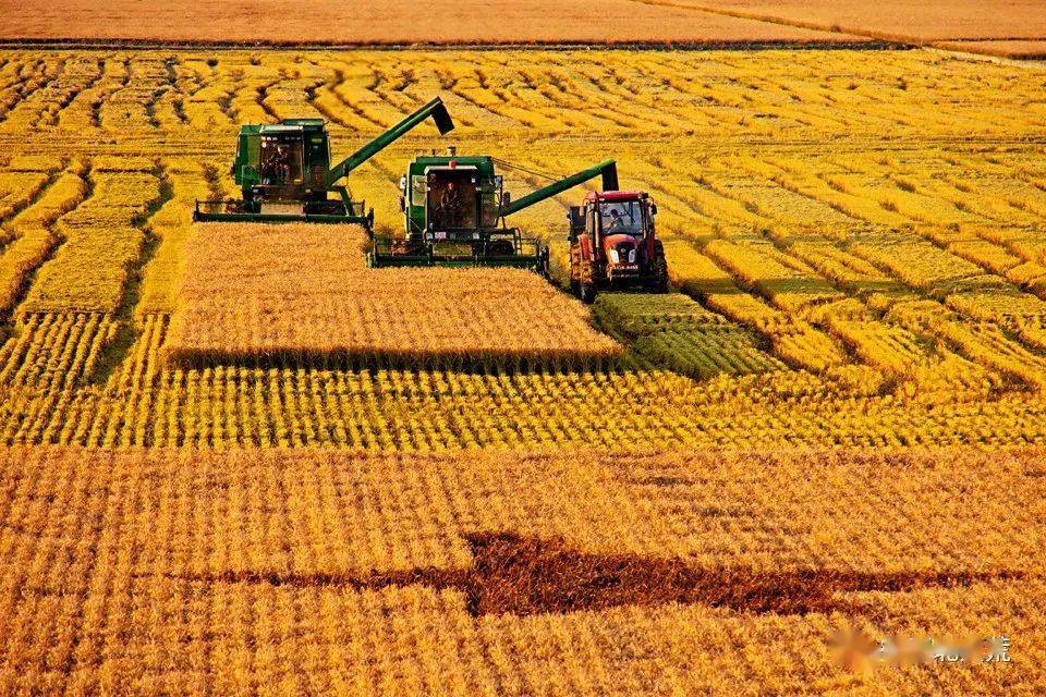 农垦北大荒粮食的光芒北大荒现代化大农业主题摄影作品展一金色的光芒