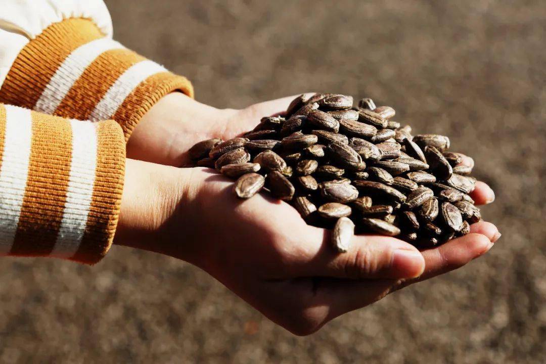 谷陇镇滚水村吊瓜籽:脆爆唇齿间 香溢产业园