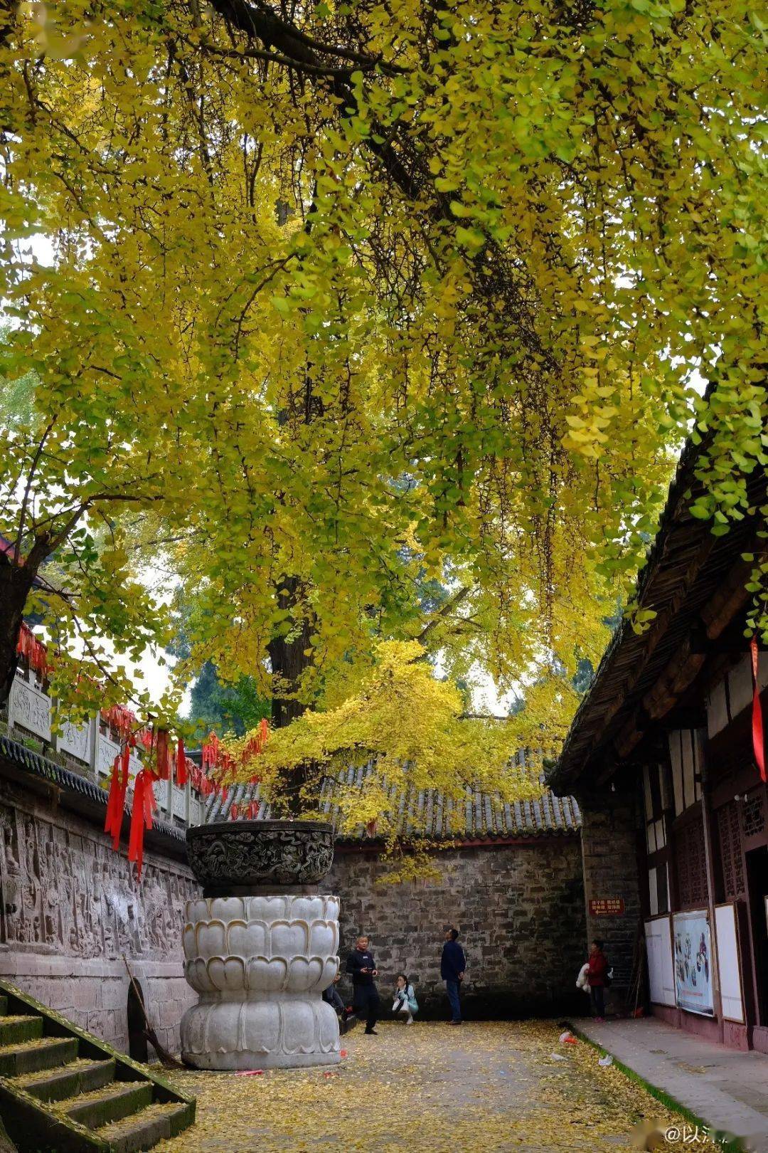 成都周邊的銀杏已經黃啦,錯過等一年_蒙頂山