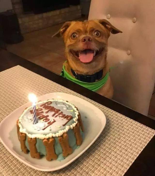 犬类中的表情帝,养它之后,还担心表情包不够用吗?