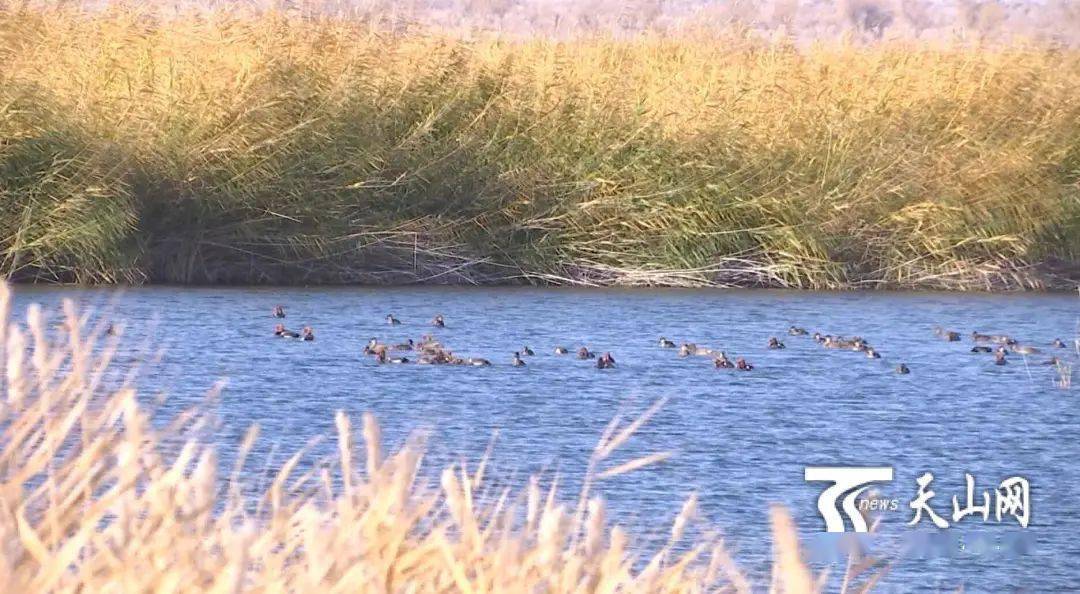 乌苏市甘家湖湿地退牧三年湖水丰沛梭梭茂盛候鸟齐聚