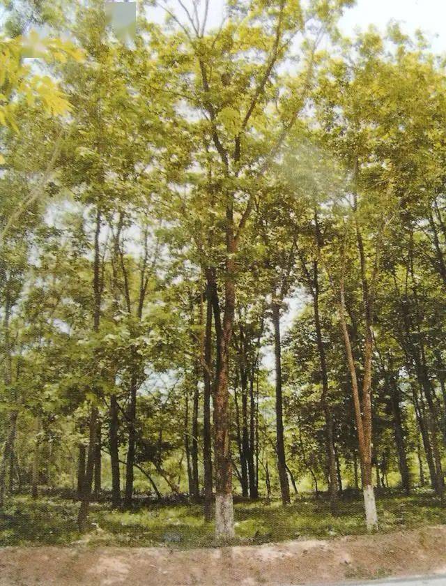 小叶紫檀北部料斯里兰卡料到底是何方神圣