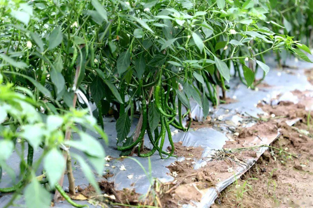 看汉寿11湘遇汉寿品牌汉蔬中国61汉寿第五届蔬菜节即将启幕