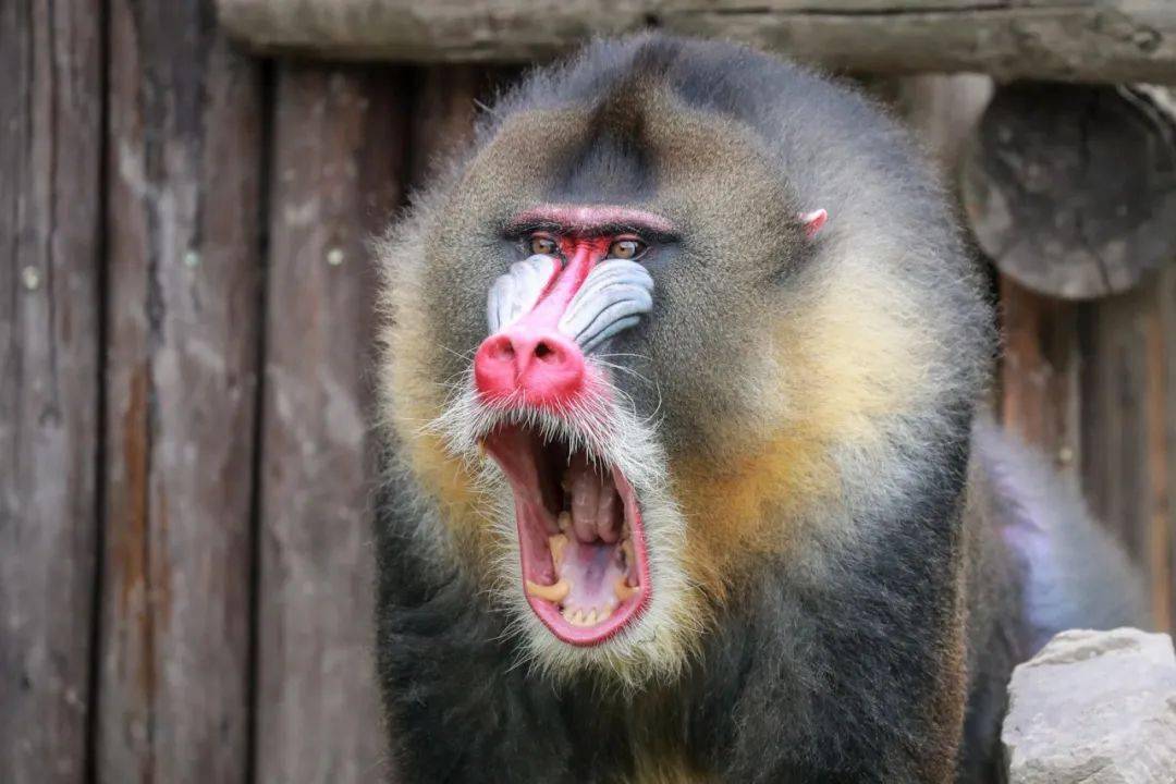 自带"彩妆"过"万圣节",酷不酷?_山魈