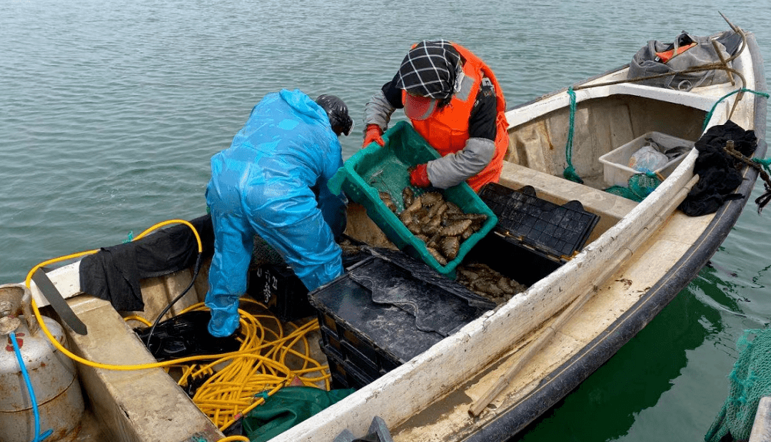 眼下正值好当家每年一次的秋季海参捕捞,大家有幸随海猛子一起出海