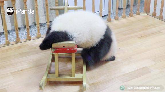 熊猫宝宝早期驯服摇摇马视频流出