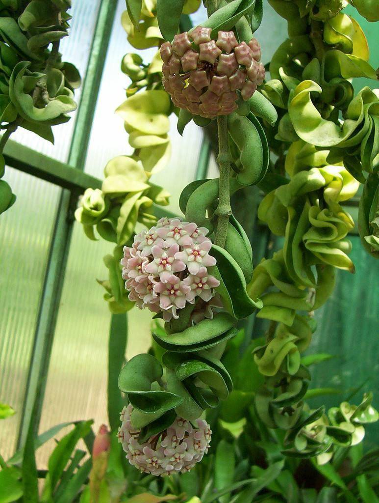 原创卷叶球兰特别可爱,叶子卷曲很时尚,给点水晒晒太阳开"球花"