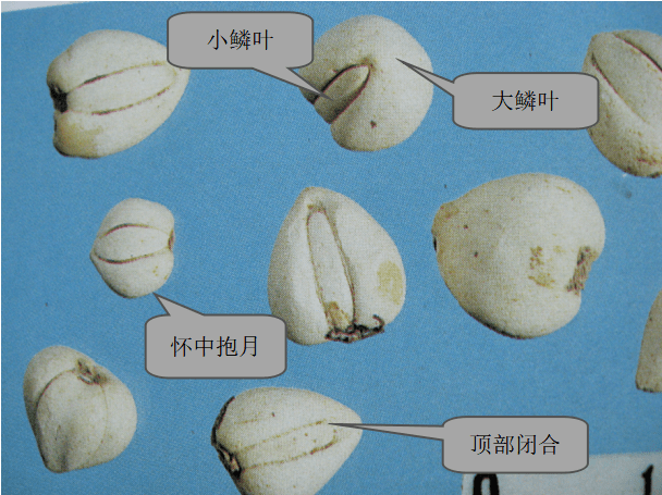 川贝母03↓↓↓伪-西洋参西洋参体重,质坚实,不易折断,断面平坦,浅黄