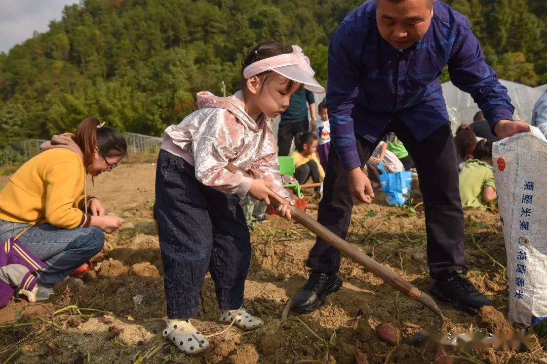文初教育体验农趣收获喜悦文清实验幼儿园小班中班挖红薯亲子活动