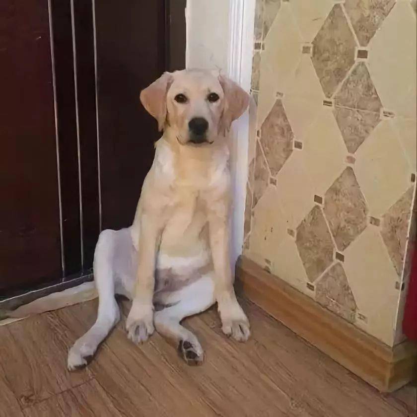 于是对它一顿训斥,结果谁知道训的时候… 这家伙竟然一屁股蹲在地上