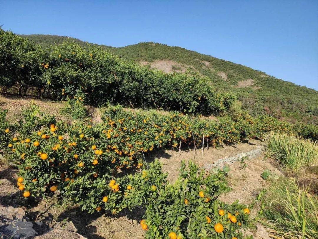 橘子红了三门超甜的橘子在这来一场周末采摘游