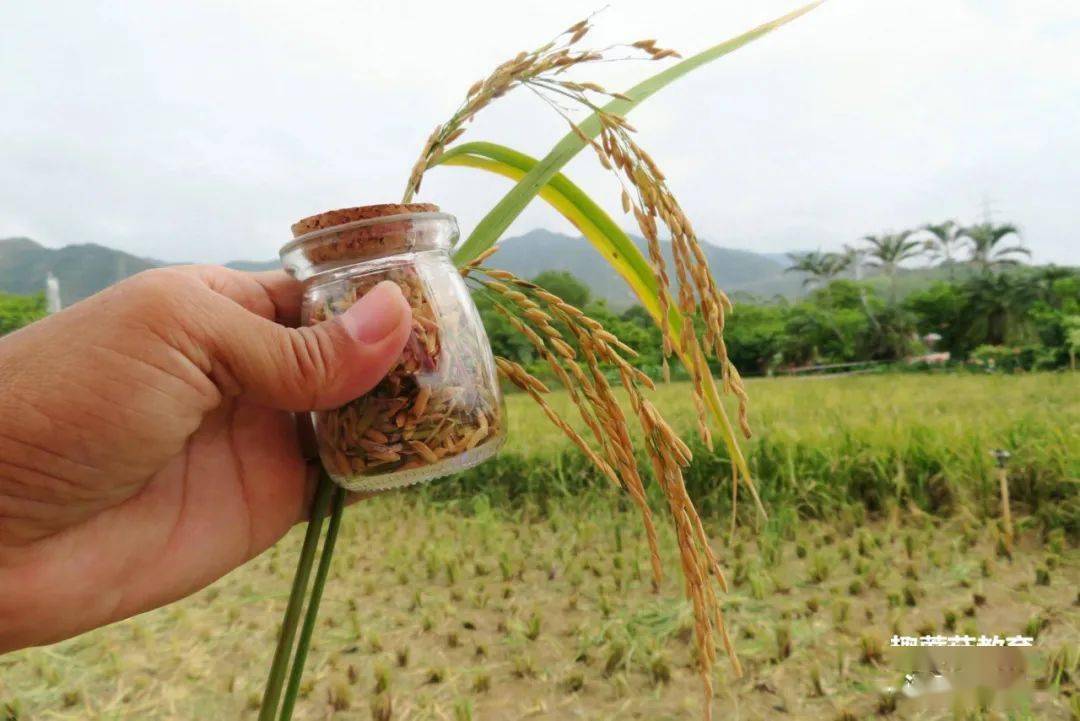 廣東的稻穀陸續成熟,