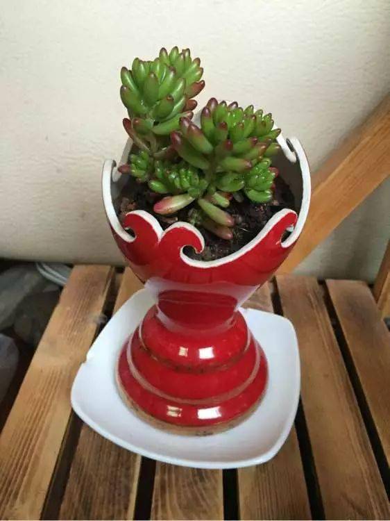 把多肉栽到酒瓶里,一个个竟然喝"醉"了!