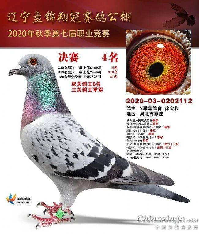 辽宁翔冠公棚拍卖决赛400名冠军