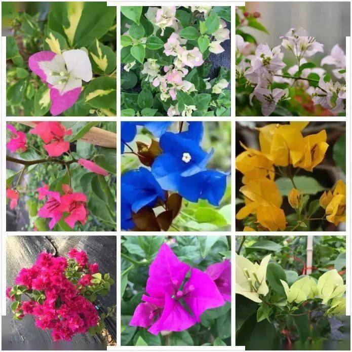 收藏盘点10种三角梅品种图鉴开眼界了