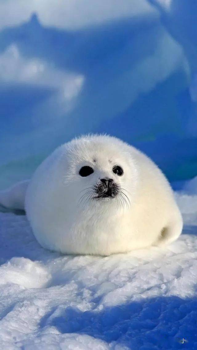 治愈系的萌物心情疲乏时看着它们世界里又多了好多美好