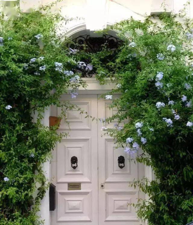 最全蓝雪花养护指南你会不可救药地爱上它