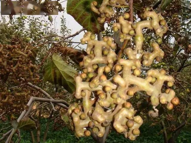 快买巫山农村这种野果熟了广东路就有卖效果惊人