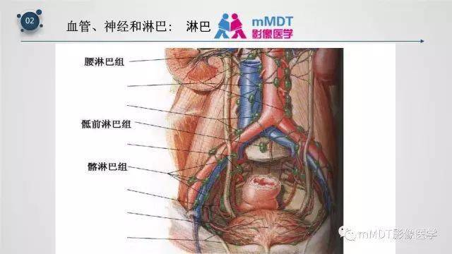 子宫附件影像解剖