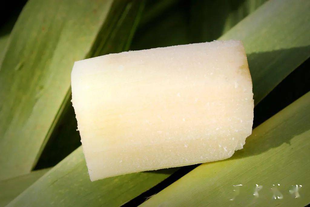 灵宝川口甘蔗林甜从蔗里开始