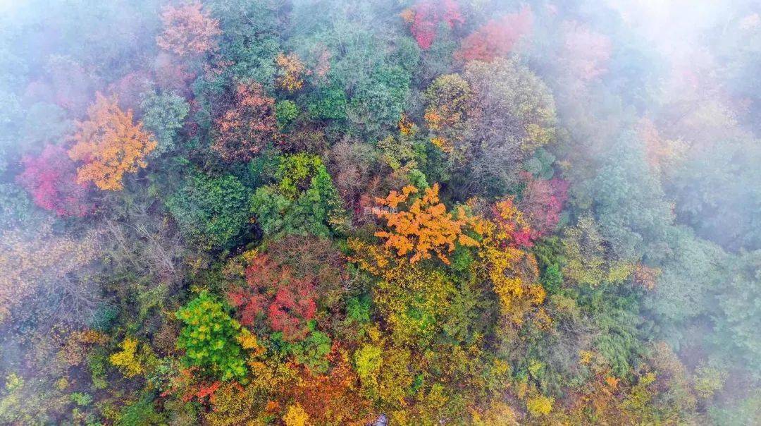 航拍带你看江油观雾山层林尽染漫山斑斓