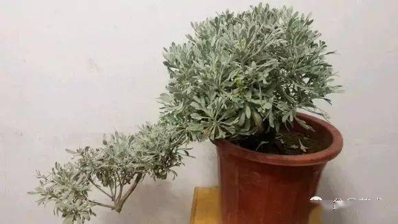 雪艾盆景制作与管理