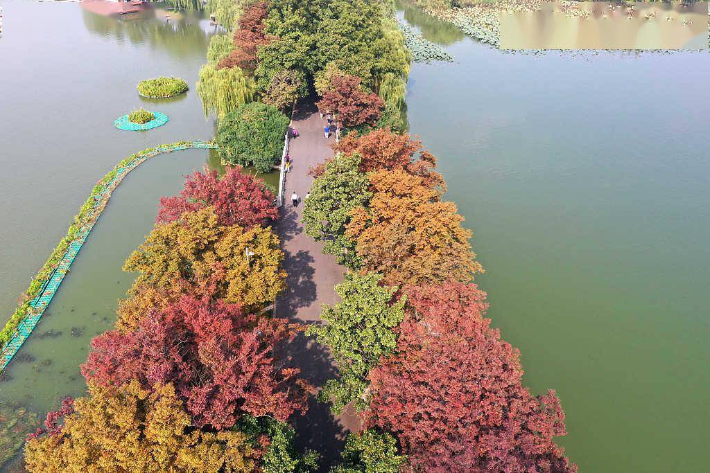 江蘇南京:玄武湖上秋意濃_公園