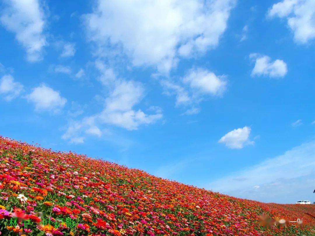 洋光村花堤风景美如画