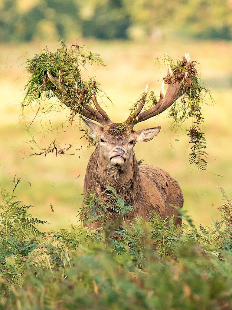 英国雄鹿鹿角挂满蕨类植物另类发型闪耀全场