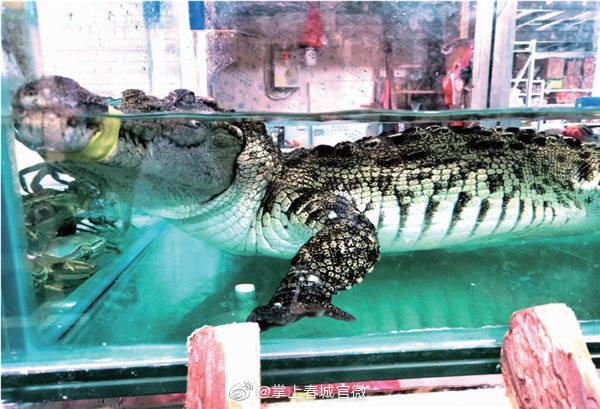 昆明又见市场卖鳄鱼老板卖了8年证照齐全