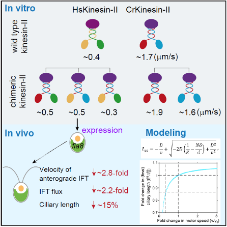 清华潘俊敏和梁鑫课题组合作在elife报道马达蛋白kinesinii对纤毛长度