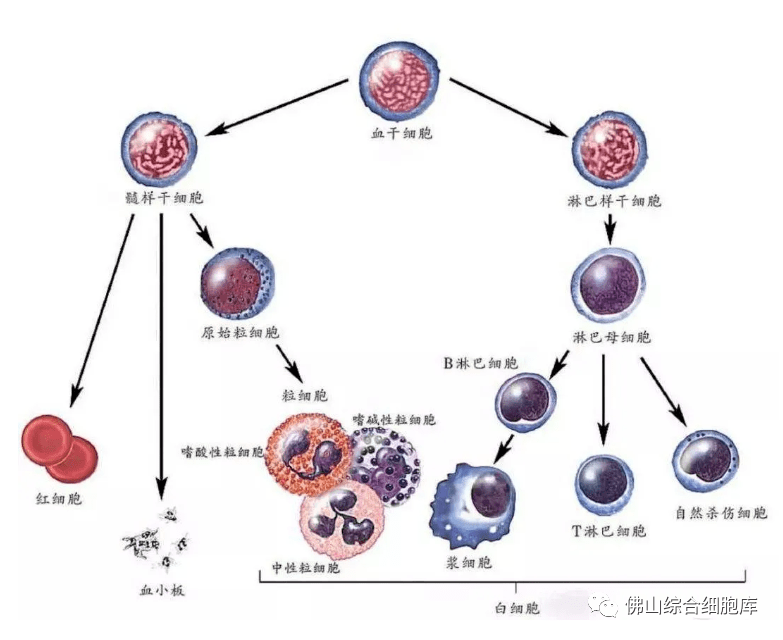 脐带间充质干细胞属于多能干细胞,并可根据需要诱导分化成神经干细胞