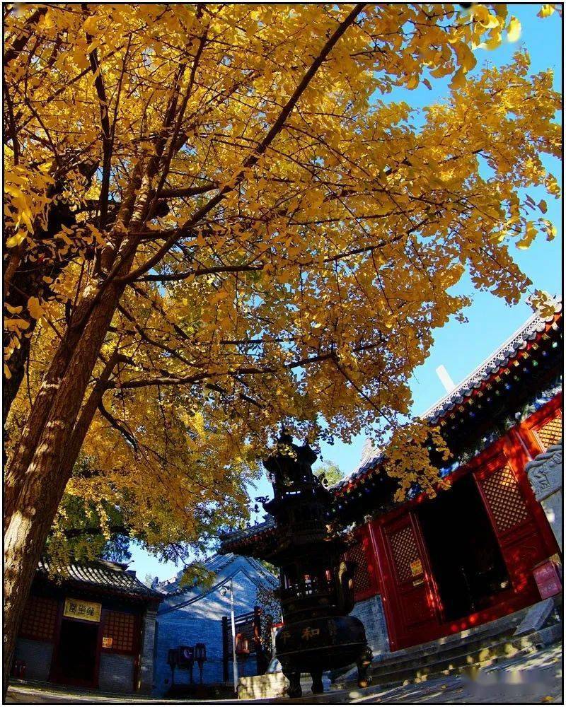禅意金秋和平寺